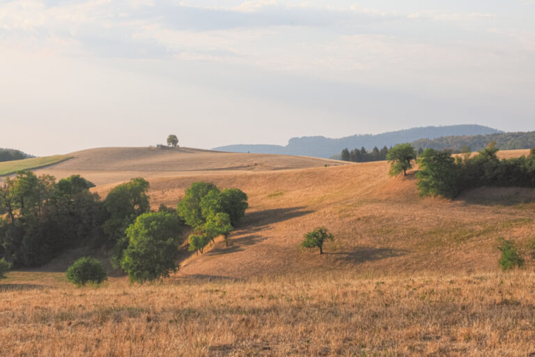 Hügelige Landschaft mit vereinzelten Bäumen und trockenen goldenen Feldern unter blassem Himmel.