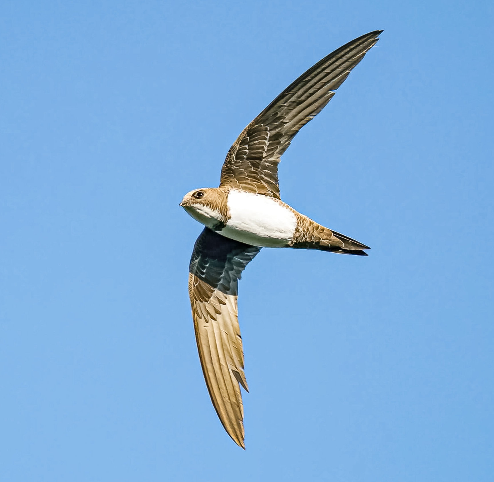 Ein Vogel mit braunen Flügeln und weissem Bauch fliegt schräg vor blauem Himmel.