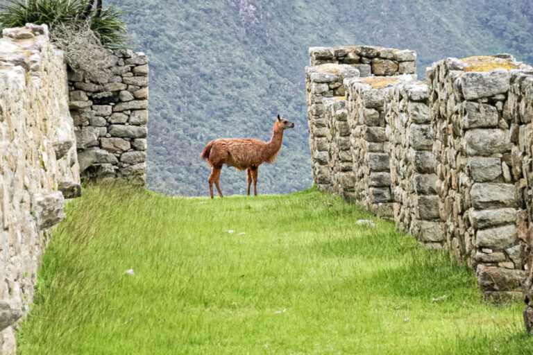 Ein Lama steht auf grasbewachsenem Weg zwischen alten Steinmauern, im Hintergrund bewaldete Berge.