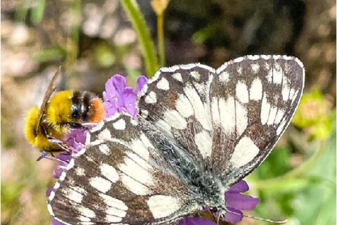 Beat Thommen aus Ziefen landet einen Doppeltreffer: Beide Insekten geniessen die Süssigkeiten auf der Ulmethöchi.