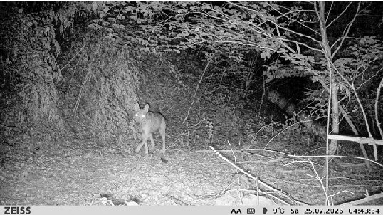 Der «Seltisberger» Wolf wurde am frühen Samstagmorgen von einer Wildtierkamera aufgenommen.