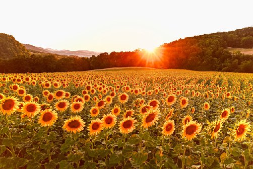 Der Sonnenuntergang über dem Dietisberg taucht die Landschaft in warmes, goldenes Licht, schreibt uns Res Thomet aus Diegten zu seinem