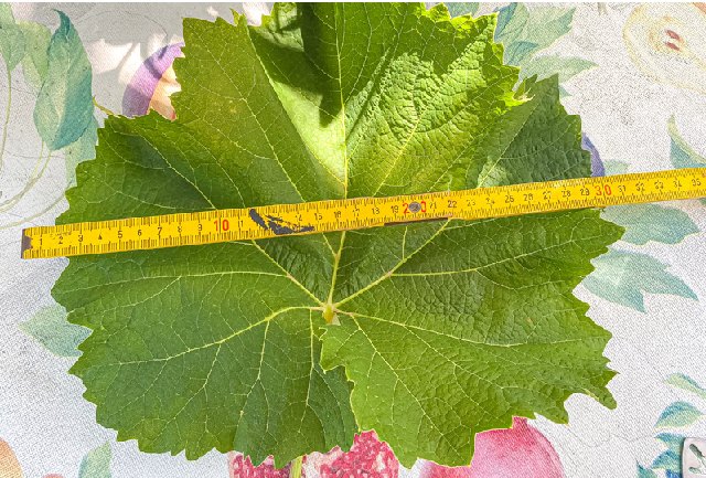 «Kein Rhabarberblatt, sondern ein 30 mal 30 Zentimeter grosses Rebenblatt», kommentiert Iris Spinnler aus Tecknau ihren «Volksklick».