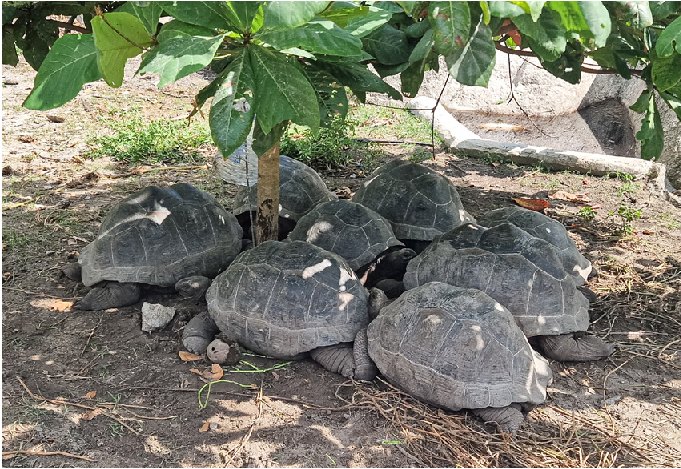 Das Leben einer Aldabra-Riesenschildkröte ist friedlich.