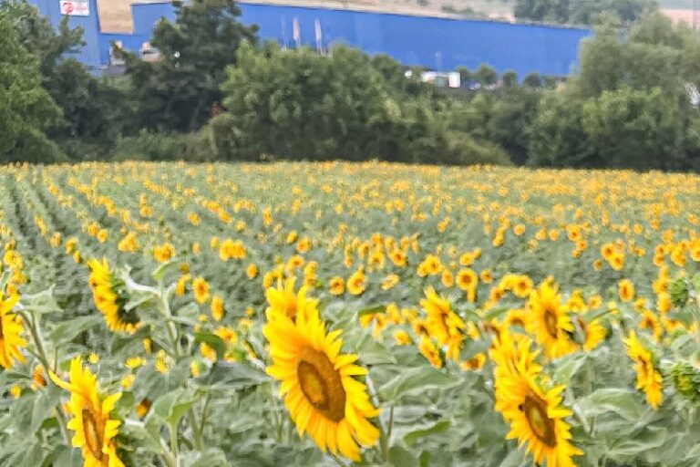 Sinnbildlich wie Sonnenblumen soll man sich dank dem Sommer-Klangkonzert dem Licht zuwenden.