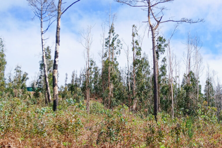 Verbrannte Baumstämme und kahle Bäume ragen über einer verbrannten Landschaft mit neu wachsendem Gras und Farn.