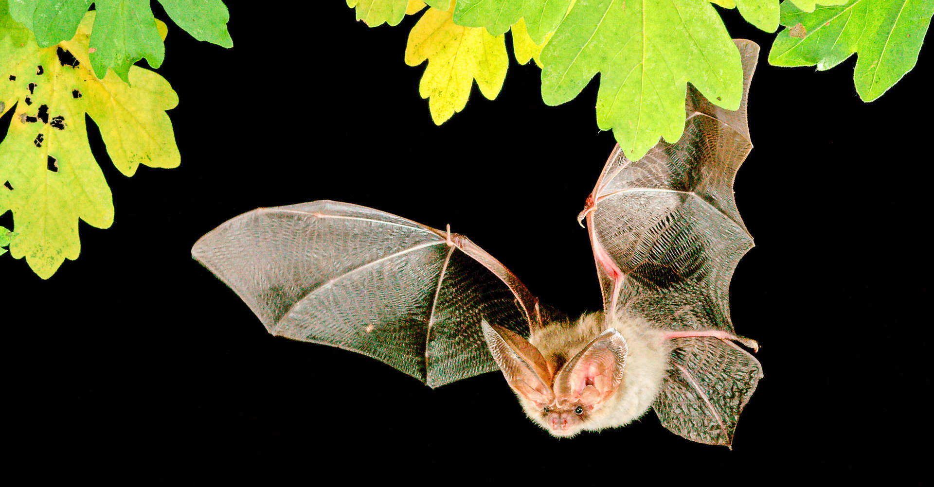 Eine Fledermaus mit ausgebreiteten Flügeln fliegt nachts unter grünen Blättern vor schwarzem Hintergrund.