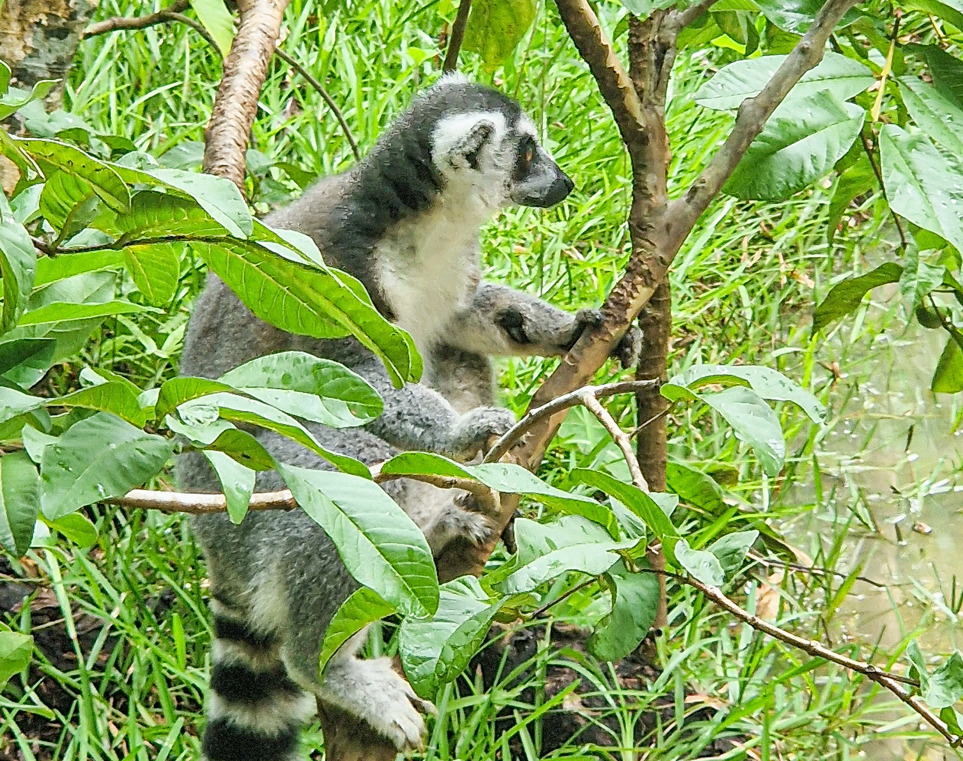 Ein Lemur mit geringeltem Schwanz klettert zwischen grünen Blättern auf einem Ast.