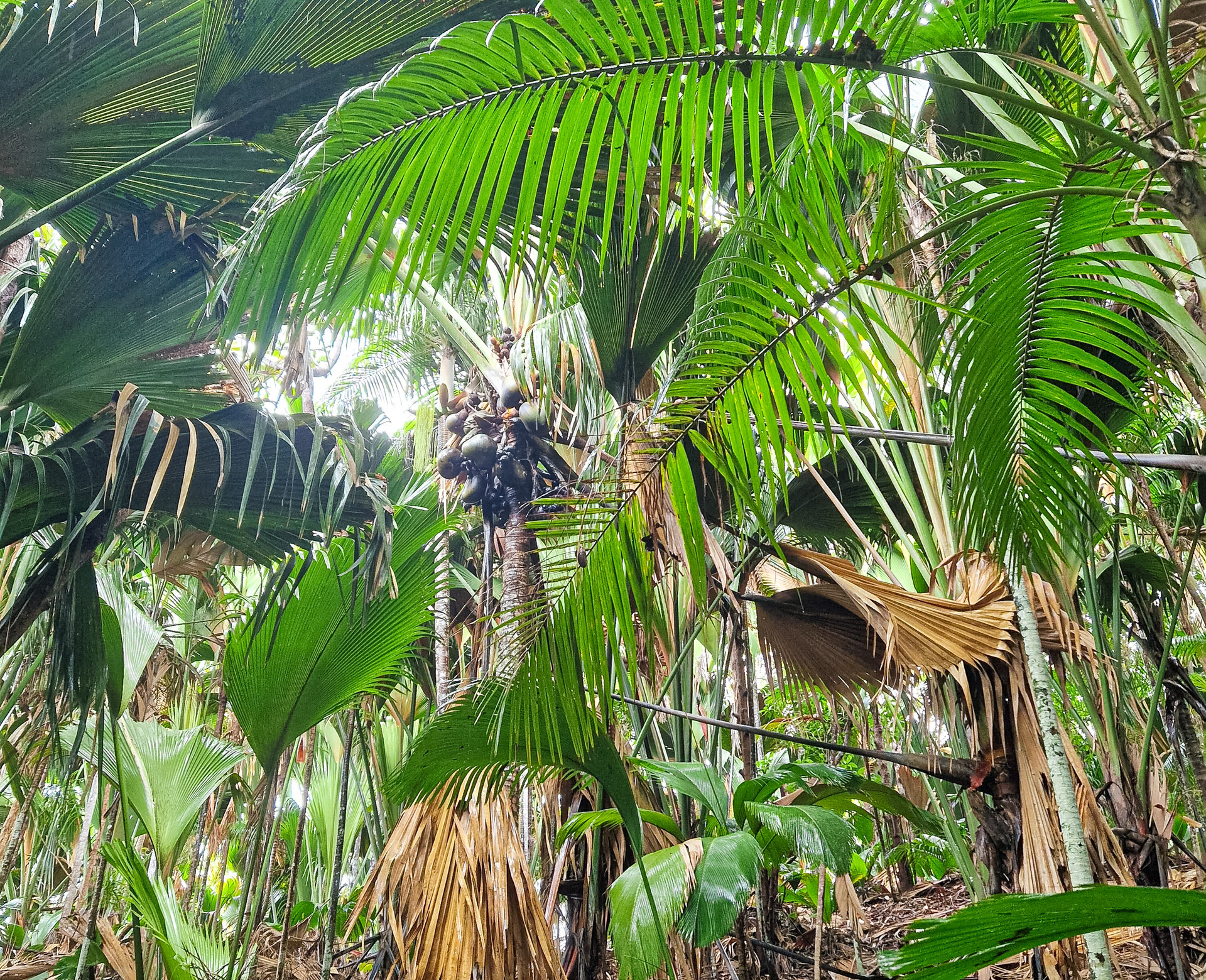 Dichter tropischer Wald mit grossen Palmenblättern und vertrockneten Wedeln am Boden.