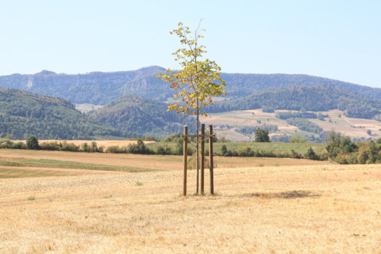 Ein junger, gestützter Baum steht einzeln auf einem abgeernteten Feld vor bewaldeten Hügeln.