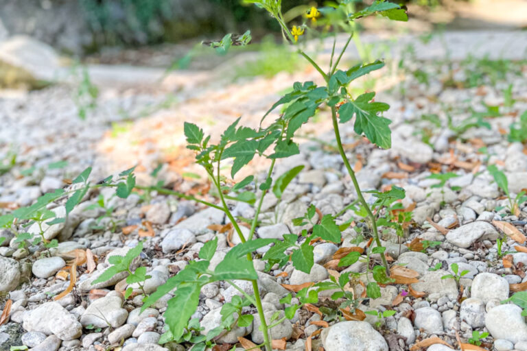 Eine kleine grüne Tomatenpflanze mit gelben Blüten wächst zwischen groben Kieselsteinen in einem trockenen Flussbett.