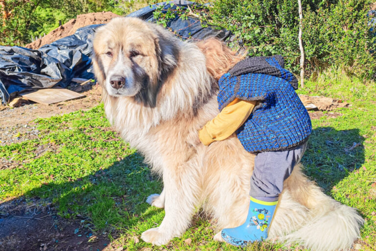 Ein grosser, zottiger Hund steht im Gras, ein Kind schmiegt sich an seinen Rücken.