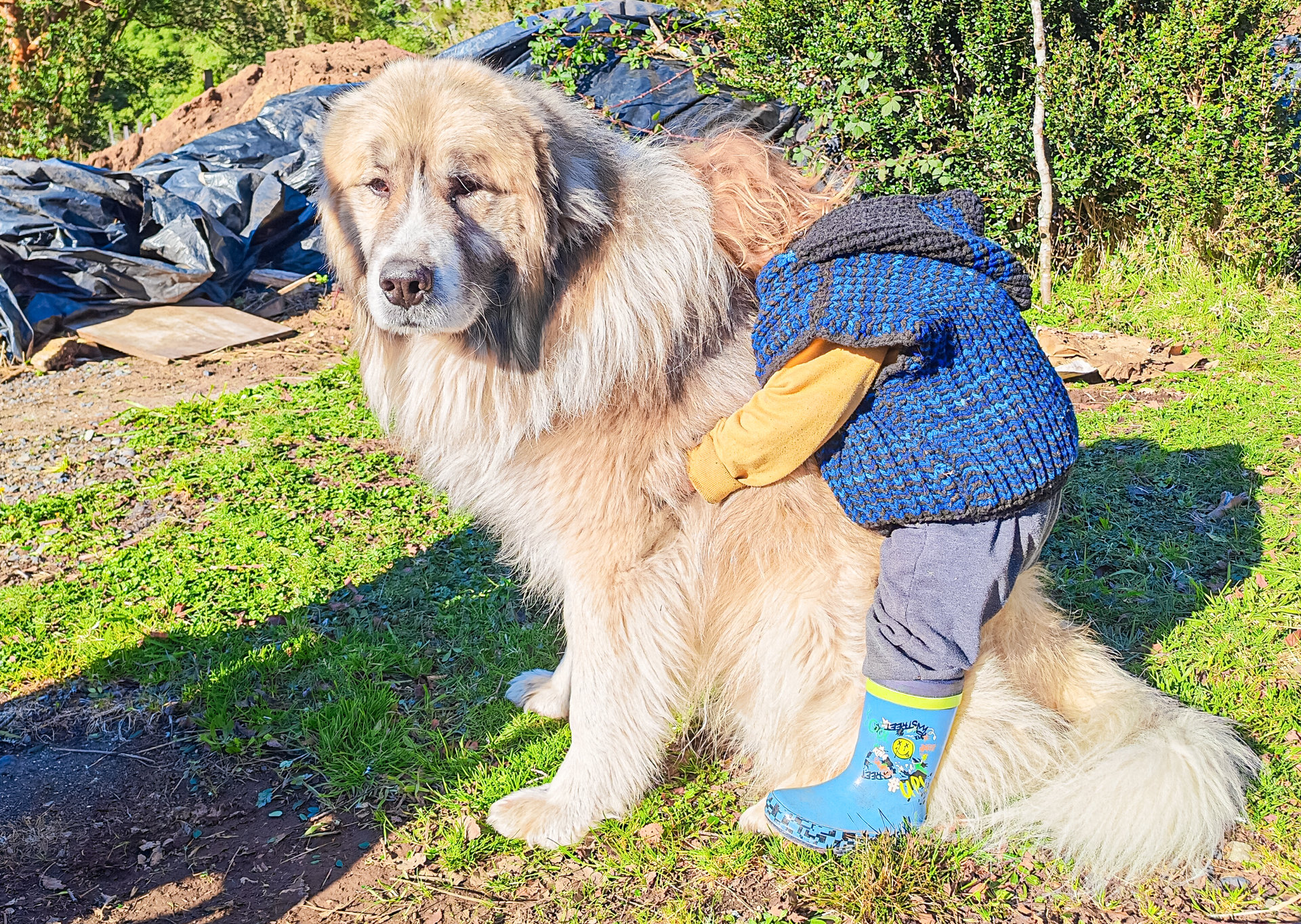 Ein grosser, zottiger Hund steht im Gras, ein Kind schmiegt sich an seinen Rücken.