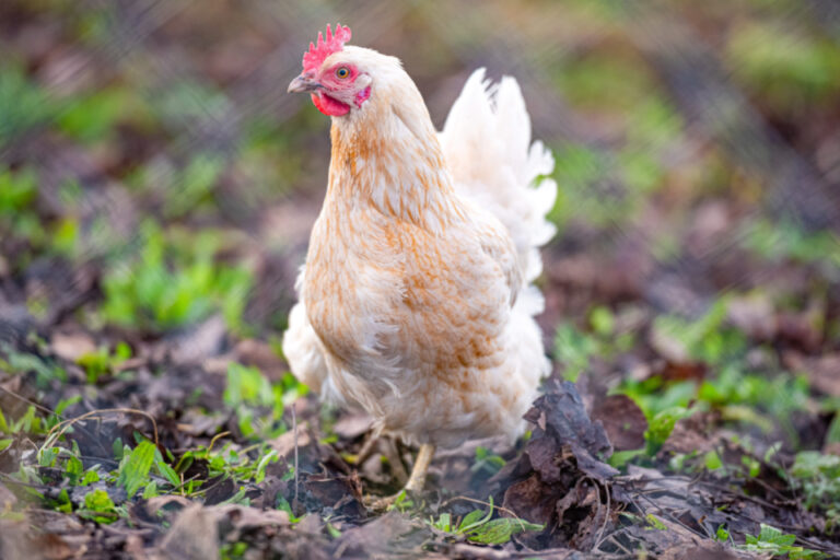 Ein weisses Huhn mit rotem Kamm steht auf einem Boden mit Laub und Gras.