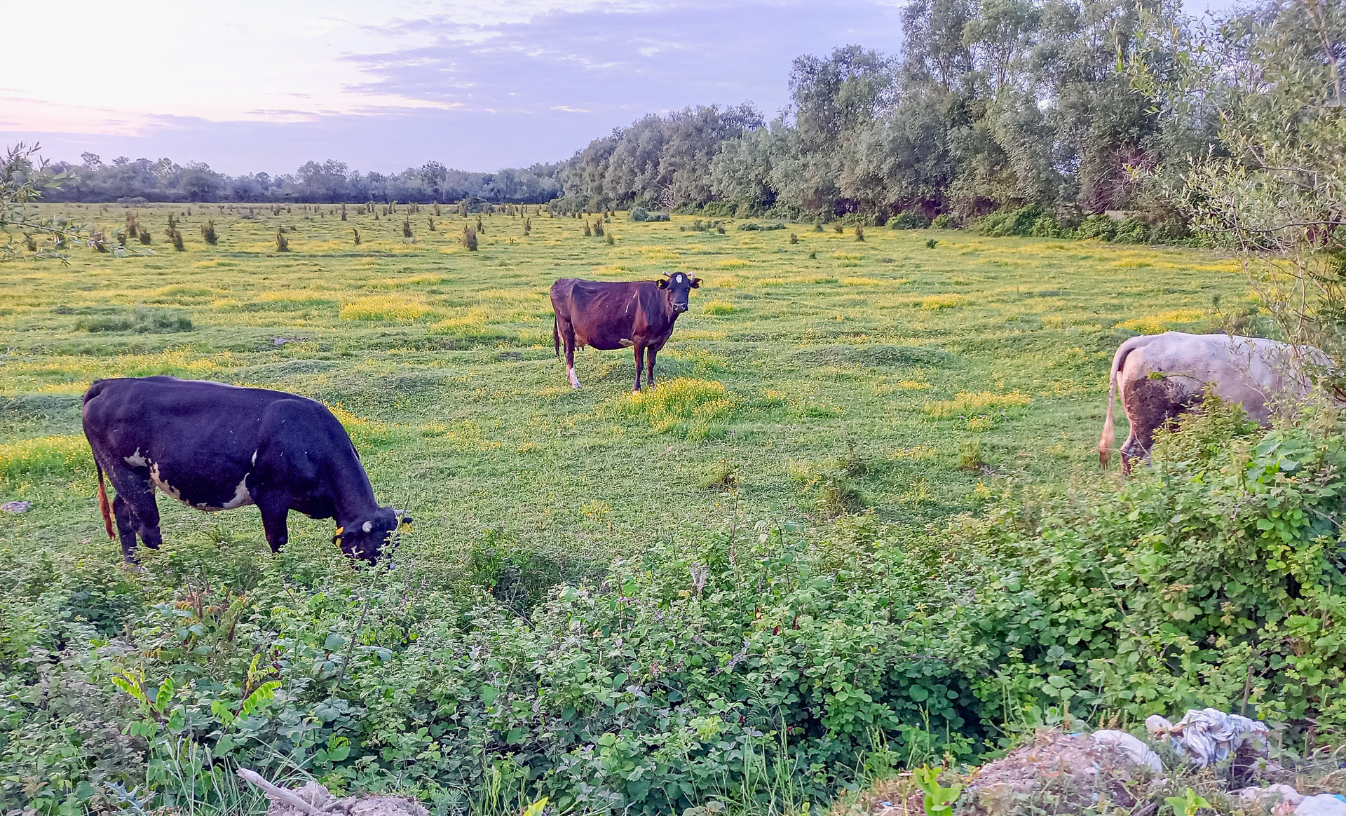 Drei Kühe grasen verteilt auf einer Wiese mit gelben Blüten, im Hintergrund Bäume.