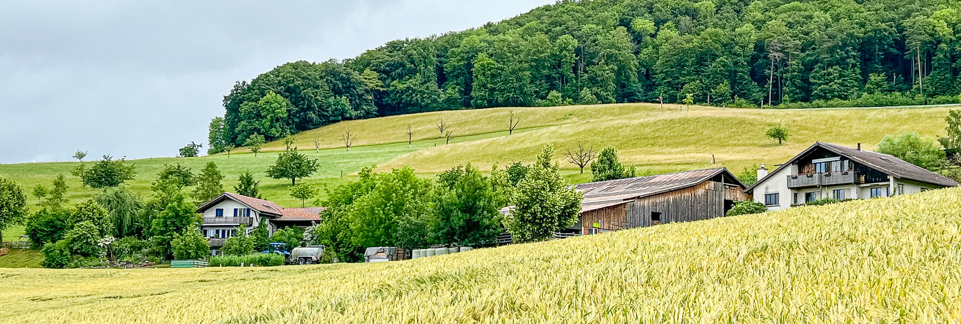 Ein goldenes Getreidefeld vor Bauernhäusern am Waldrand unter bewölktem Himmel.