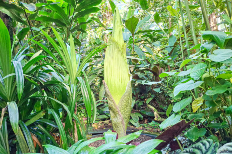 Eine hohe, spitz zulaufende grünliche Blüte ragt zwischen dichtem tropischem Blattwerk empor.