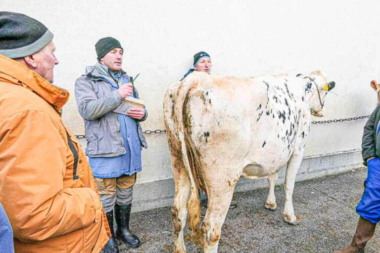Mehrere Männer in Winterkleidung stehen bei einer gefleckten Kuh im Freien.