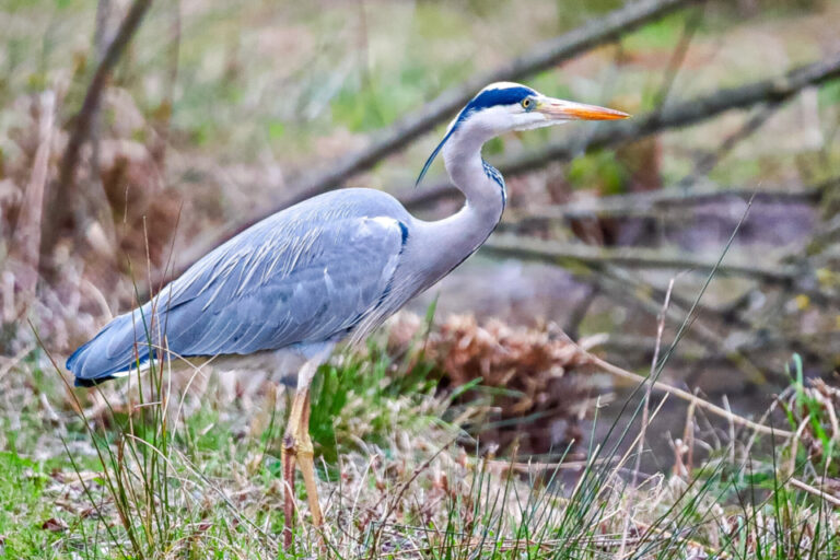 Ein Graureiher mit grauem Gefieder und orangem Schnabel steht im Gras vor Gebüsch.