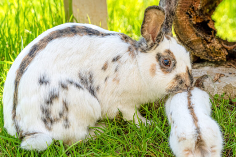 Ein weiss-braun geflecktes Kaninchen sitzt im Gras neben einem kleinen Jungtier vor einem Baumstumpf.