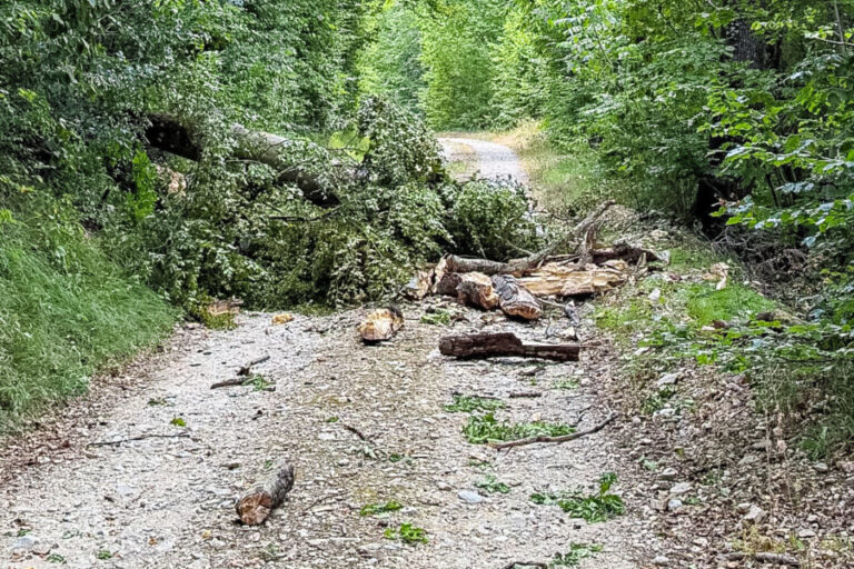 Ein umgestürzter Baumstamm liegt quer über einem Schotterweg im Wald.